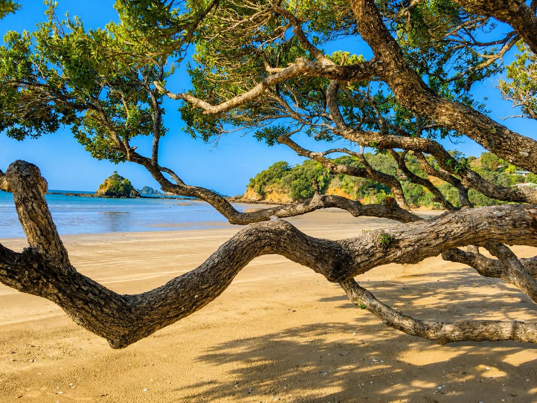 Pohutukawa tree stretching across the sand at Oakura Bay